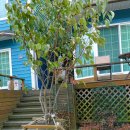 나무뜨락 이미지