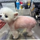 어썸펫 동물병원 이미지