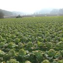 농심퇴비 이미지