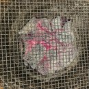 화로불민물장어 이미지