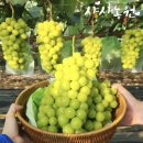 각산지 | 달고 아삭해서 재구매한 내돈내산 산지직송 샤사농원 샤인머스켓 후기_설선물 지인선물로 추천