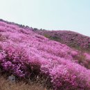 3월30-31일(토요무박) 여수 영취산 진달래 축제+ 오동도 이미지