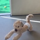 댕겨올개 이미지