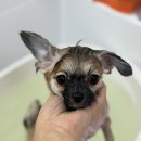 포그나개 이미지