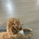 자연향기 펜션 | 대부도 독채 애견 펜션 신식 포도향기펜션 내돈내산 숙박 후기