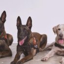 똥개언니 이미지