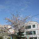 주천면 벚꽃길 이미지