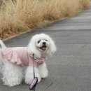 마론애견 이미지