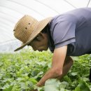 몰운대농장 이미지