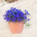 사임당한의원 이미지