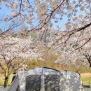 패밀리오토캠핑장 | "벚꽃캠 안 가본 사람은 있어도 한 번만 다녀온 사람은 없다"가 학계의 정설(feat.밀양 패밀리 오토캠핑장)