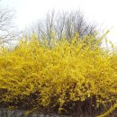 4월 1일의 꽃은 '개나리(Korean forsythia)', 꽃말은 '희망' 이미지