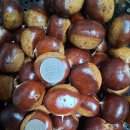 🌰✨밤 깊은산골 밤 사이소 이미지