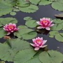 노을이슬 이미지