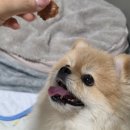 청주 애견간식 찾는다면? 명명상회 방문 후기 🦴