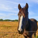 신풍목장 이미지