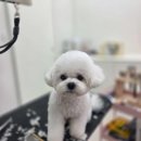 댕댕이지 이미지