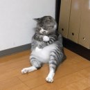 떡볶이홀릭