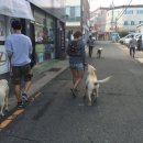 파파퍼피애견교실 네이버블로그