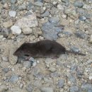 판소리·민요(A) 이미지