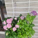 은천칡냉면 이미지