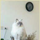 잠실베스트동물메디컬센터 | 잠실 강아지 기관지협착증 기침 관리와 예방법 알기