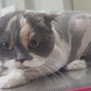 이쁘냥 고양이미용실 서대문점 이미지