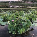 산성오리식육 | 경남여행 여름마다 꼭 가는 함안 연꽃테마파크