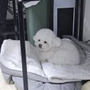 도꾸애견 | [공지] 2024 마무리하며 오랜만의 포스팅 / 소소한 일상 / 포토존 계획 / 감사한 후기들♥