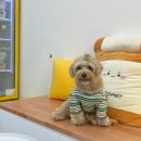 님도그냥 이미지