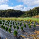 유계리 농장 이미지