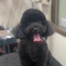 그루밍솔 이미지