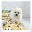 마마스미독 강아지분양 부산덕천점 | 부산강아지분양 마마스미독 대연점 더할 나위 없이 좋아요