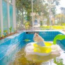 연희재 애견펜션 이미지