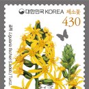 채소꽃