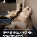 유태안「피곤한 사람 | 하루종일 잠자도 피곤한 사람, 전생에 ‘고양이’였다