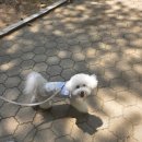 [여의도] 여의도공원 애견동반 산책🐶 주차부터 그늘 많은 산책코스 후기까지