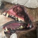 이천동물복지센터 | 이천동물의료센터 이천동물병원 스케일링 건강검진 후기