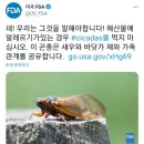 美 FDA, " 매미는 새우, 랍스터와 같은 종류 " 이미지