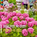 초안산갈비 | 실시간! 서울에 이런 수국 명소가? 지금딱 예쁜 초안산 수국동산