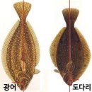 도다리 이미지