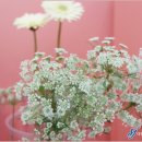 셀라비플라워