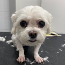 투투 동물병원 이미지