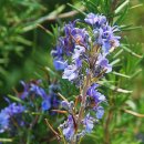 로즈마리 이미지