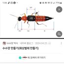 화상벌레 아시나요? 이미지