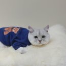 무릎 위의 고양이 무냥 이미지