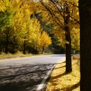 은행나무 주유소 이미지