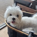 비비펫미용 | 하남미사애견미용 비비그룸, 1대1 관리로 달라진 미용 퀄리티 솔직후기