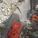 9월 셋째주 생태놀이(용담정 가을맞이/새소리 듣기/꿀밤 줍기/해님 튼튼터널 만들기/마을정자놀이/해님액자 놀이/꿀밤.은행.도토리 모우기) 이미지