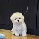 바나개 강아지 고양이 마포점 | 미니비숑분양가격 바나개라 믿음가요!